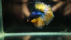 Петушок Халф Мун горчичный газ самец (Betta splendens Halfmoon Mustard Gas)