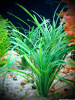 Сагиттария стрелолист (Sagittaria subulata)