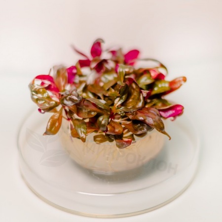 Альтернантера розоволистная меристемная (Alternanthera reineckii rosaefolia)