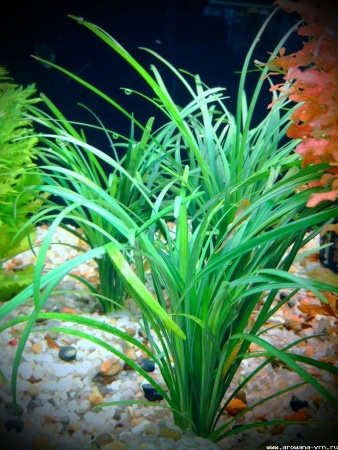 Сагиттария стрелолист (Sagittaria subulata)