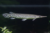 Щука Пятнистый Флоридский Панцирник (Lepisosteus oculatus) 7 м