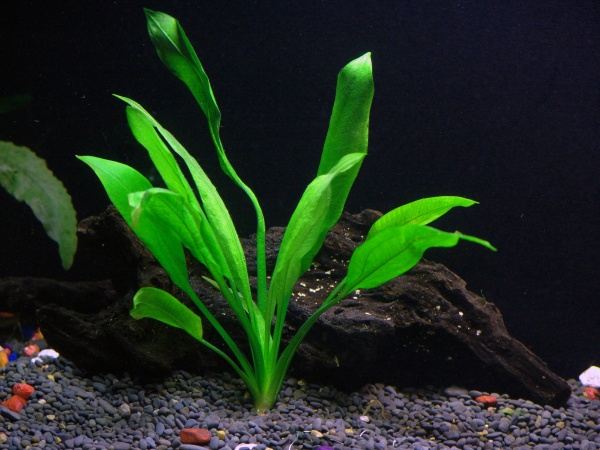 Эхинодорус Блехера "Тысячелистник" (Echinodorus bleheri )