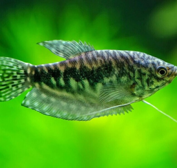 Гурами мраморный (Trichogaster trichopterus)2,5 см