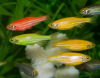 Данио рерио Глофиш красный (Danio rerio glofish)