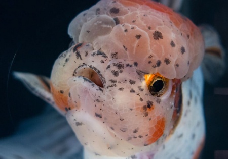 Оранда ситцевая  (Goldfish Oranda calico)