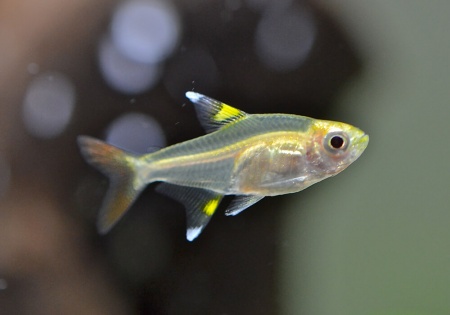 Пристелла прозрачная Тетра (Pristella Maxillaris) 2 см