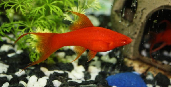 Меченосец красный рубин (Xiphophorus helleri red rubin)