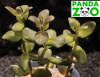 Bacopa salzmanii- Бакопа зальцмани L174