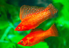 Моллинезия оранжево красная парусная  (Poecilia velifera Red Sunset Sailfin Molly)