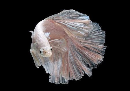 Петушок Халф Мун белый самец (Betta male Halfmoon white)