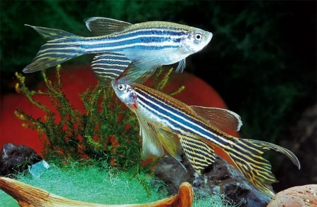 Данио рерио вуалевый (Danio rerio)