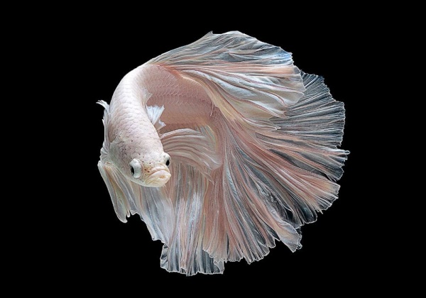 Петушок Халф Мун белый самец (Betta male Halfmoon white)