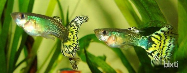 Гуппи кобра зеленая (Guppy Cobra green)