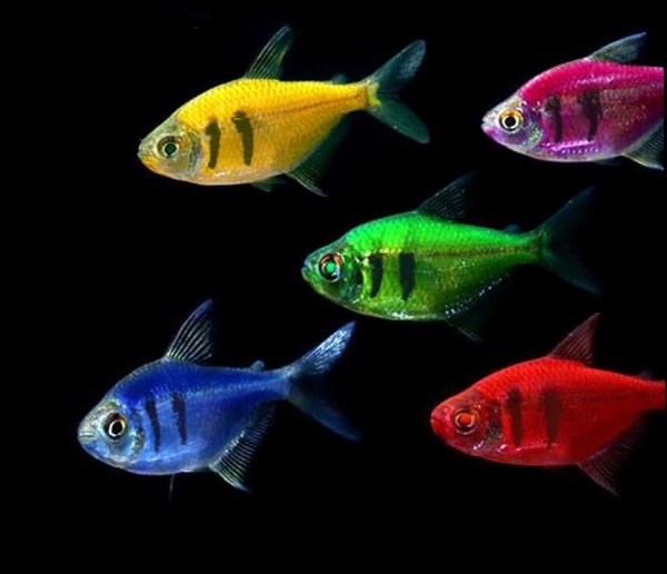 Тернеция Glo Fish с полосой ассорти (Gymnocorymbus ternetzi)  1,5-2 см
