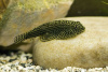 Гастромизон Пунктулатус псевдоскат , (Gastromyzon punctulatus)