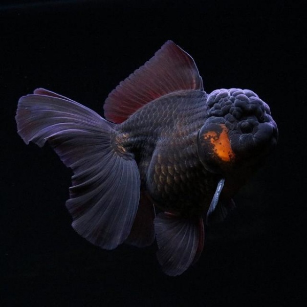 Оранда черная (Goldfish Oranda black) 10-12 см