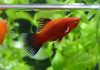 Пецилия красная чернохвостая (Xiphophorus maculatus red black tail)