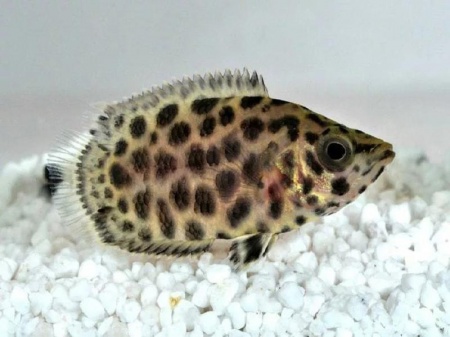 Ктенопома Леопардовая  (Ctenopoma Acutirostre) 2,5 см 