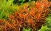 Ammannia gracilis- Аммания изящная L020
