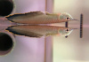 Арована Черная (Osteoglossum ferreirai) 25-30см