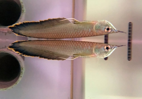 Арована Черная (Osteoglossum ferreirai) 25-30см