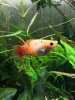 Пецилия красно белая ситцевая (Xiphophorus maculatus white & red calico Platy)
