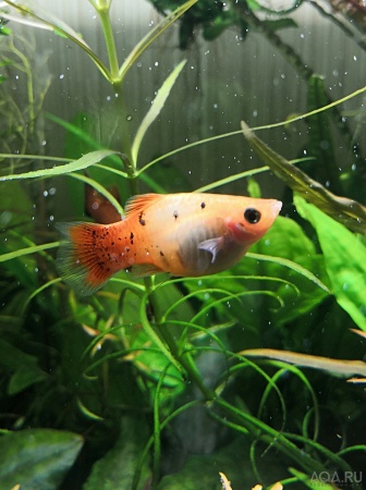 Пецилия красно белая ситцевая (Xiphophorus maculatus white & red calico Platy)