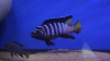 Цихлида Элонгатус псевдотрофеус Мпанга (pseudotropheus elongatus mpanga)
