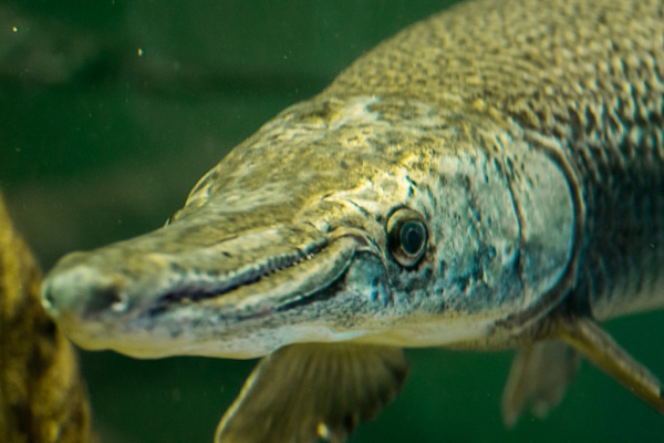 Щука Алигаторная Миссисипский панцирник (лат. Atractosteus spatula) 67 см