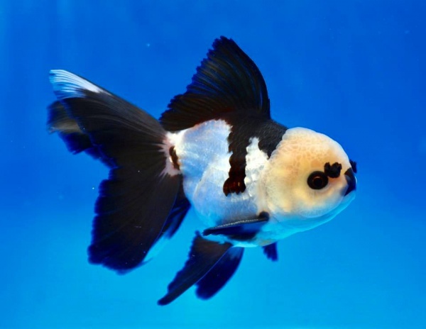 Оранда панда (Goldfish Oranda panda)