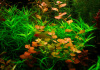 Людвигия овальная (Ludwigia ovalis)