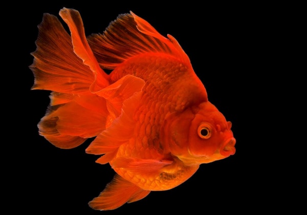 Риукин красный с широким хвостом (Goldfish Ry1ail)