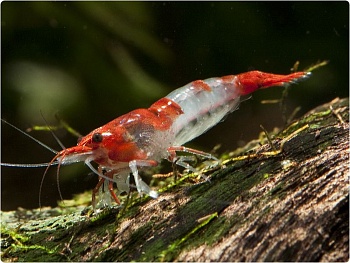 Креветка Рили Красная  (Neocaridina heteropoda sp. Rili)