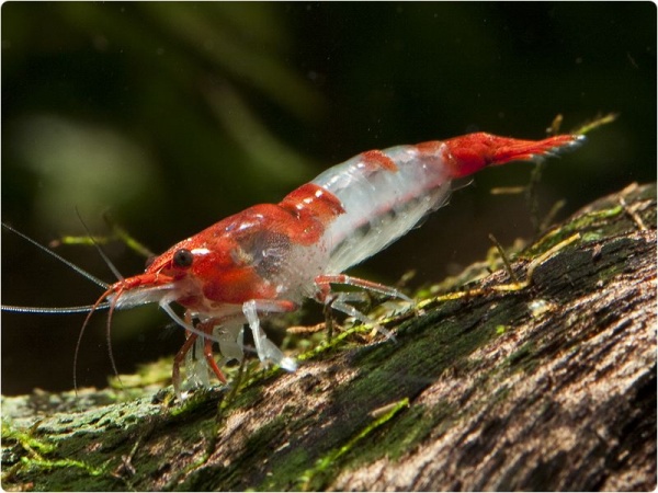 Креветка Рили Красная  (Neocaridina heteropoda sp. Rili)