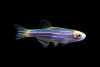 Данио рерио Глофиш синий (Danio rerio glofish)