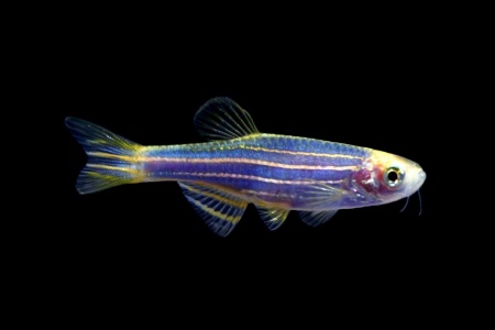 Данио рерио Глофиш синий (Danio rerio glofish)