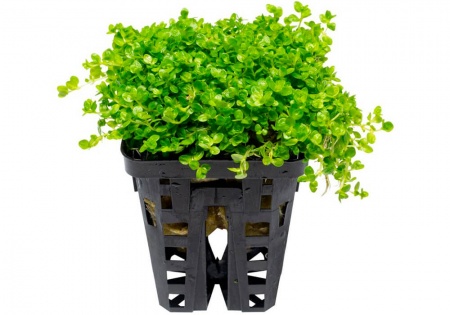 Хемиантус микрантемоидес (Hemianthus Micranthemoides)
