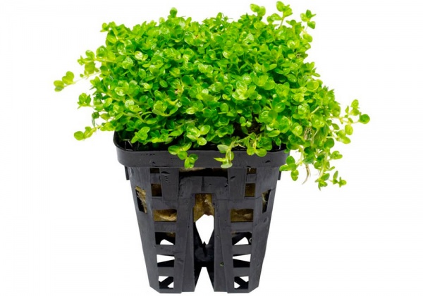 Хемиантус микрантемоидес (Hemianthus Micranthemoides)
