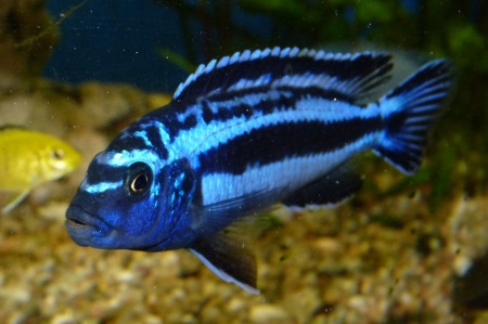 Цихлида Меланохромис Майнгано (Pseudotropheus cyaneorhabdos)