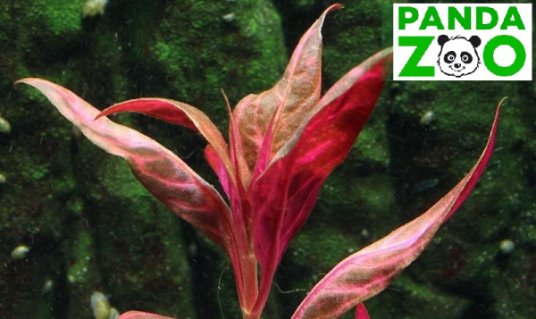  Альтернантера рейнеки вариегата Alternanthera reinecki variegated L017