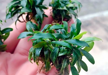 Анубиас Минима (Anubias minima)