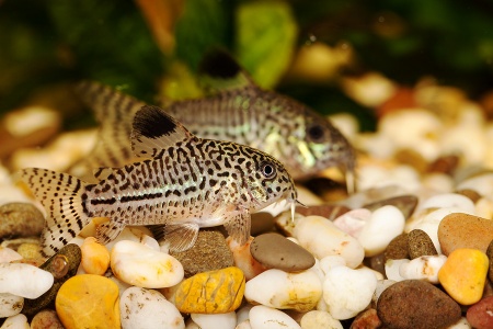 Коридорас Джули (Corydoras trilineatus/Julii) сом