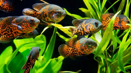Цихлида Астронотус тигровый 5-6 см (astronotus-ocellatus)