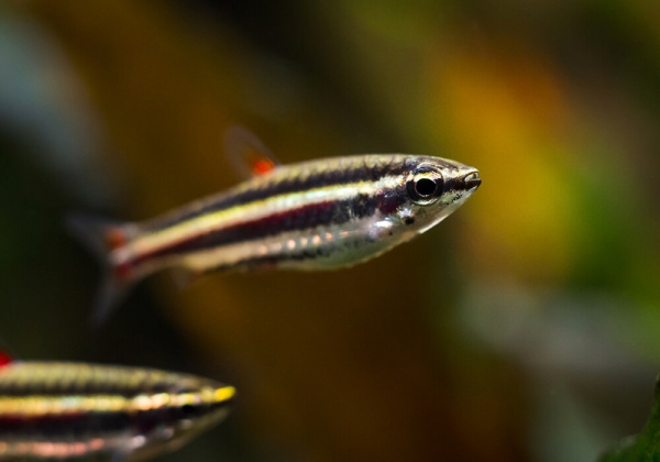 Нанностомус Маргинатус карликовый (Nannostomus marginatus)