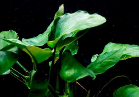 Анубиас Бартера золотистый (Anubias barteri Gold)