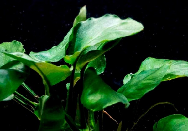 Анубиас Бартера золотистый (Anubias barteri Gold)