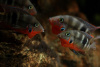 Цихлазома Меека (Thorichthys meeki)