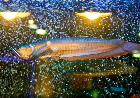 Арована серебристая Южноамериканская (Osteogssum bicirrhosum) 8-10 см