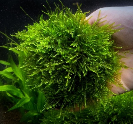 Мох рождественский - крисмас (Christmas Moss, Vesicularia montagnei)