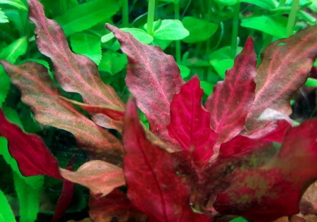 Альтернантера Рейнека Розанервиг (Alternanthera reineckii Rosanervig)